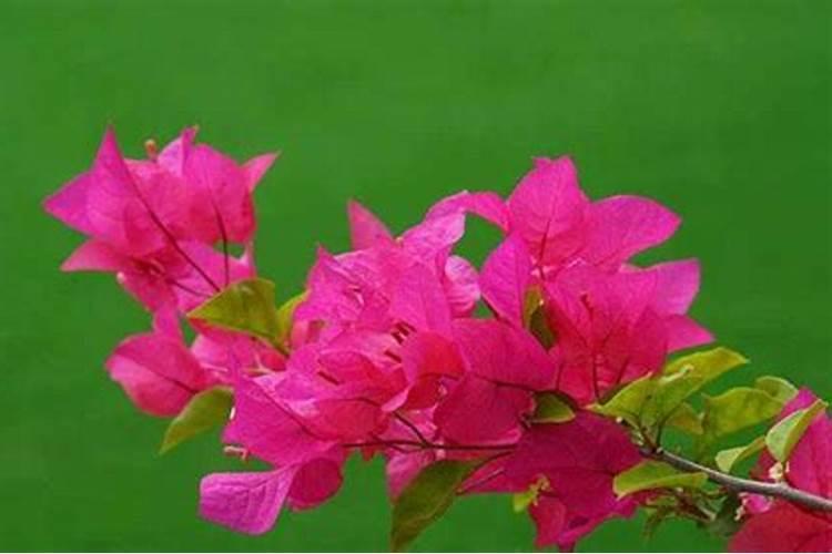 对于苹果树而言,究竟在何时喷施磷酸二铵钾最好？