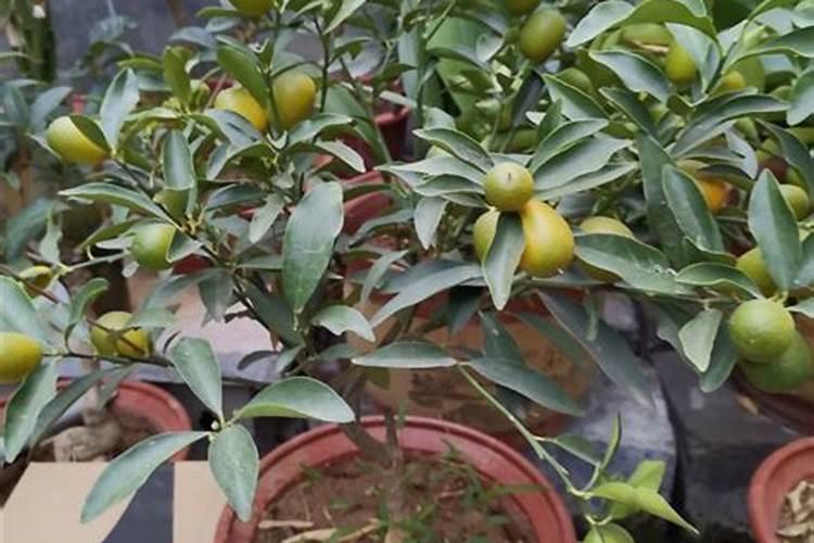 种黄豆一亩上多少二安多少钾肥多少尿素？