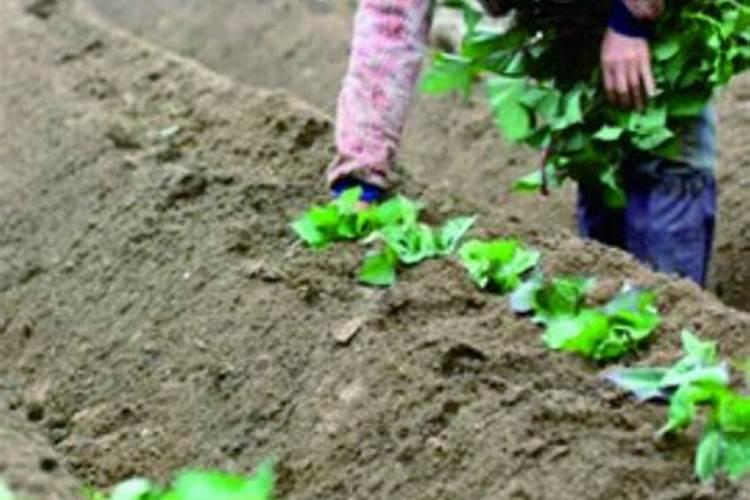 给花施肥什么时间好 什么时间给花施肥好呢