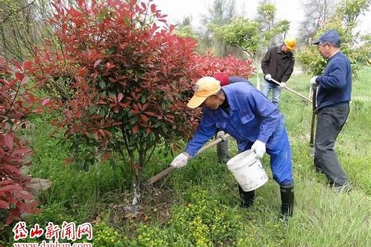 树木什么时候施肥