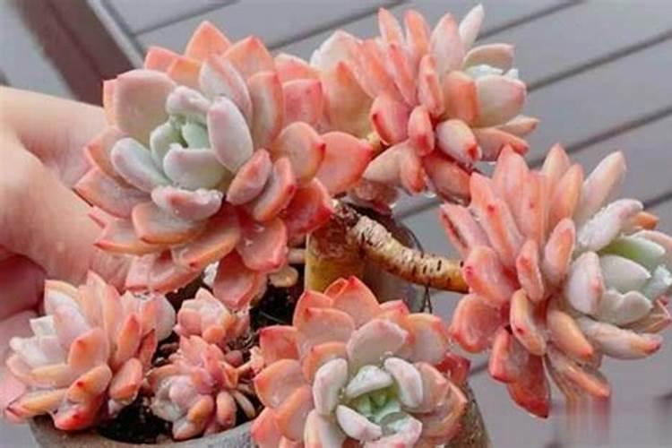 济南果树苗批发市场在哪里