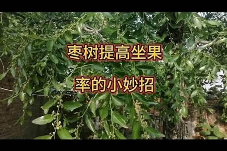 大青枣膨果期管理要点 大青枣应怎么施肥