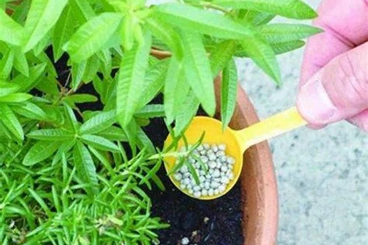 养花什么时候施氮肥(给花施氮肥比例是多少)