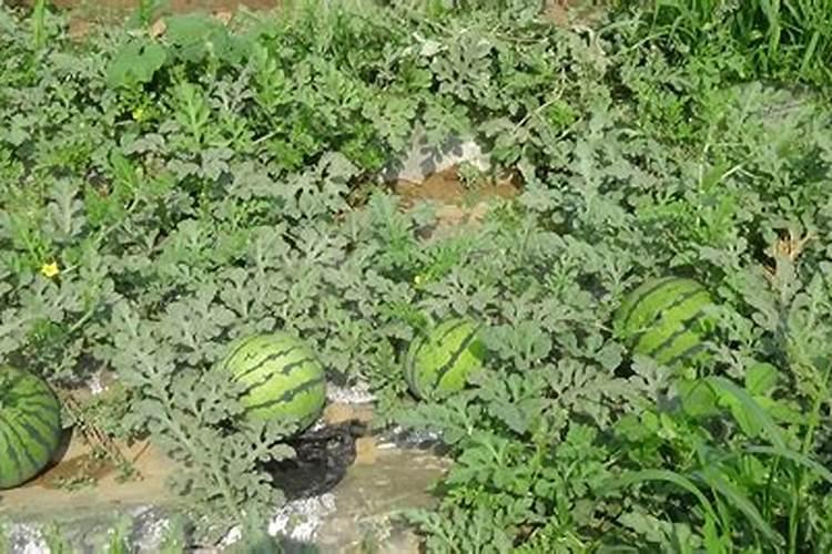 甜瓜需要硅肥吗？