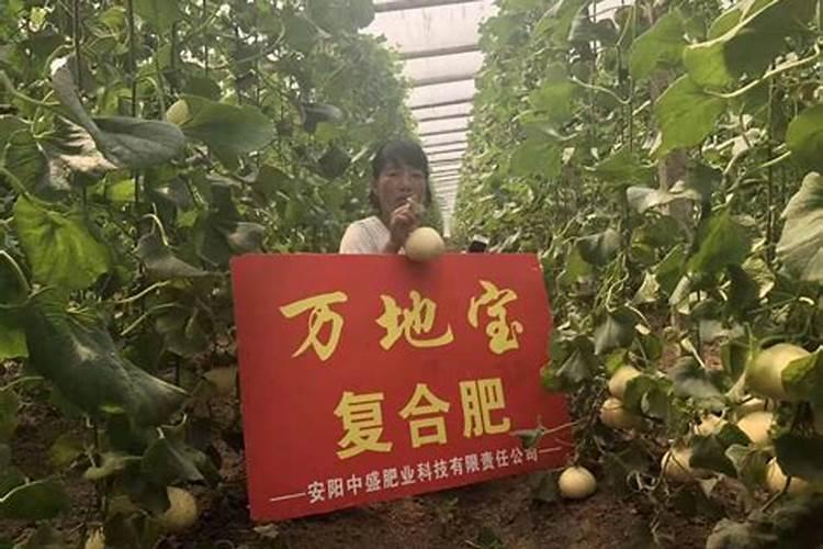 甜瓜苗,20天了叶子发黄,苗子不见长。怎么办