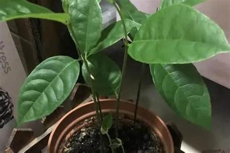 菠萝结完果会死吗