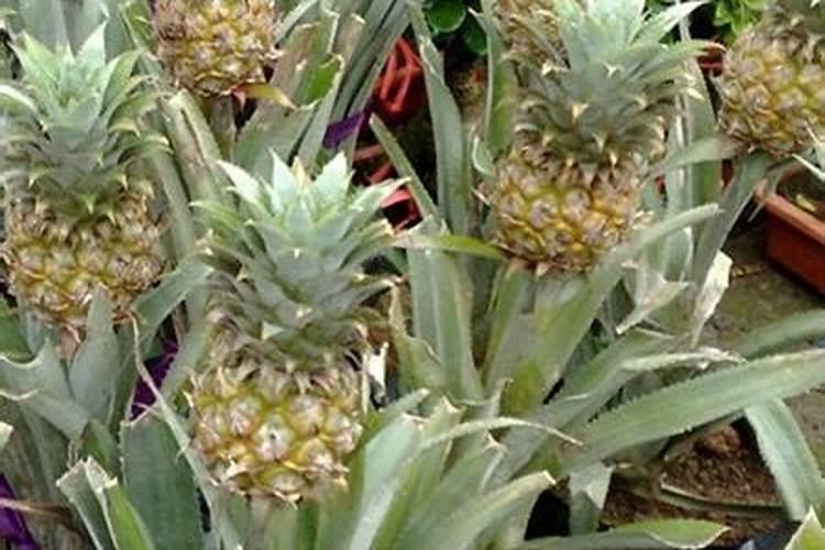 种菠萝施什么肥