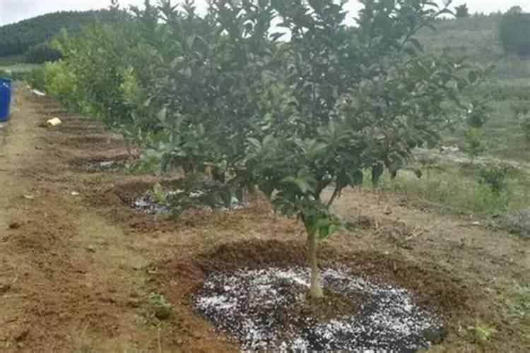 冬季大棚种植黄瓜用海藻精还是矿源黄腐酸钾好