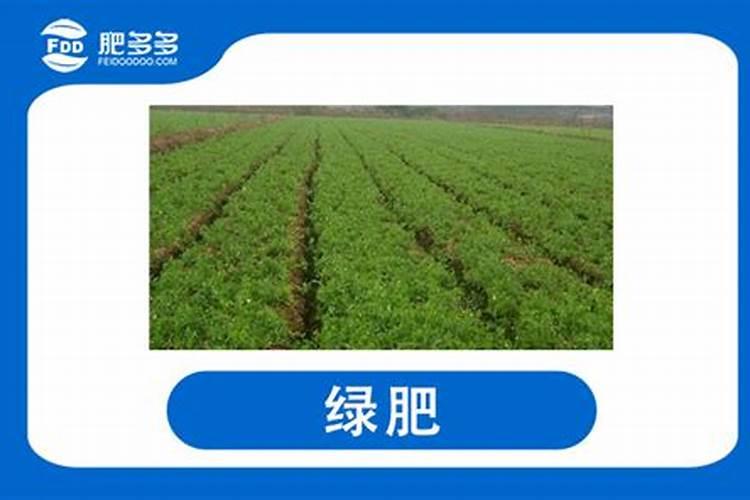 氮肥可以兑水浇花吗