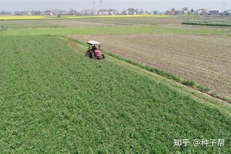 种植什么能肥土？