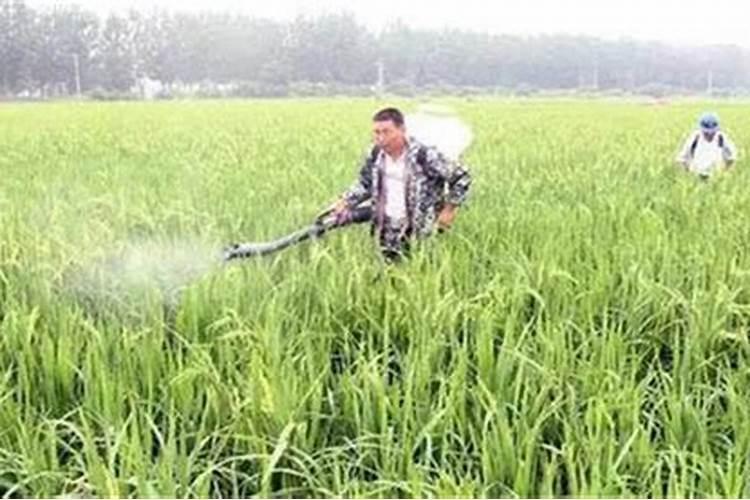 多肽与多糖的对人体的治疗反面却别在那里？