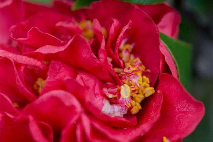 柑橘保花保果上什么肥料？柑橘保花保果喷什么叶面肥结果多？