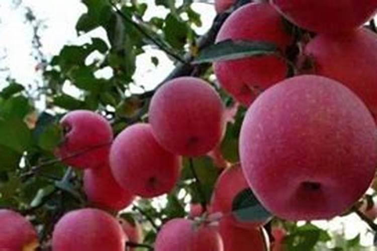 苹果基肥什么时间施