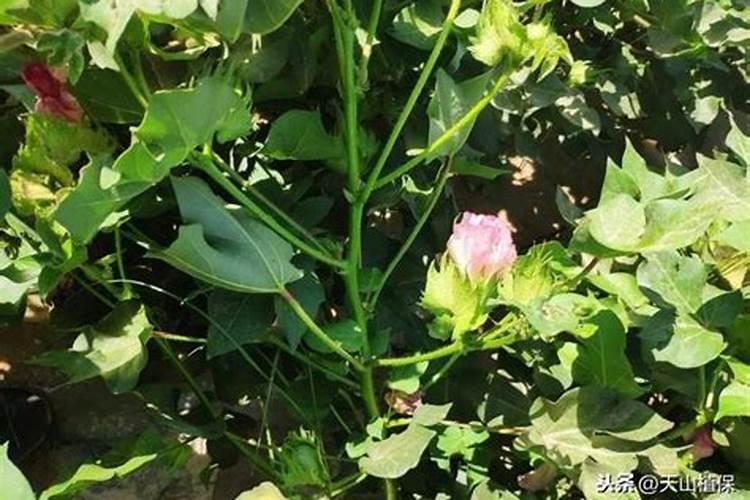 棉花每个生长周期的施肥方案 施肥用一铵还是用二铵