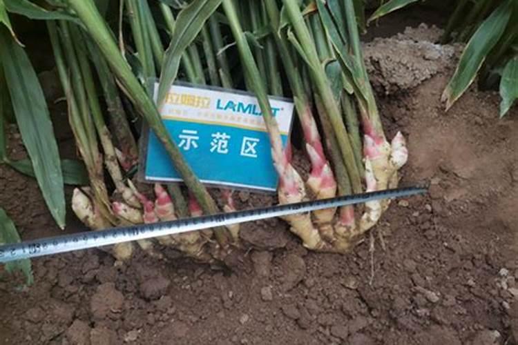 生姜膨大期施肥,都有哪些注意事项呢？