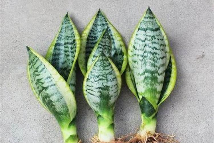 花肥的制作方法