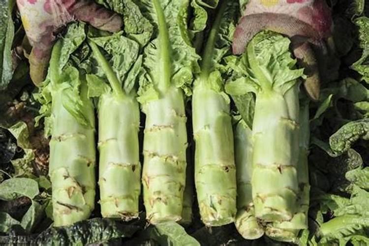 我想知道韭菜是忌氯作物吗？可以施用氯化钾吗？