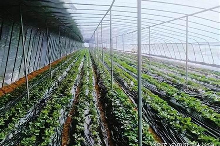 大量元素水溶肥使用方法