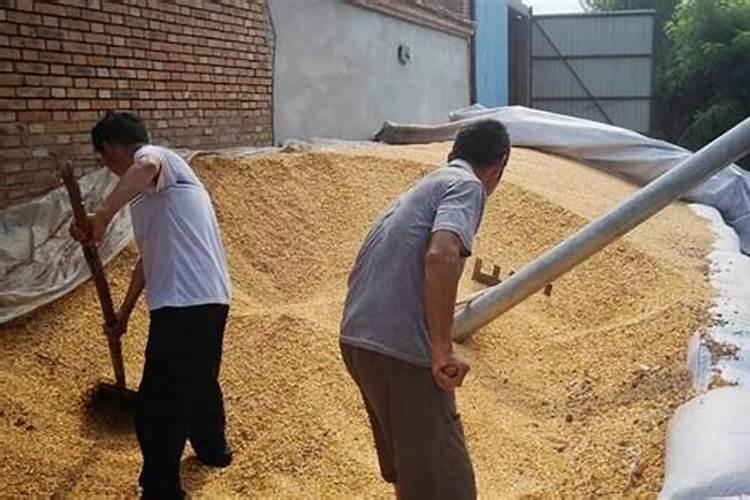 猪粪水怎么样发酵成水肥