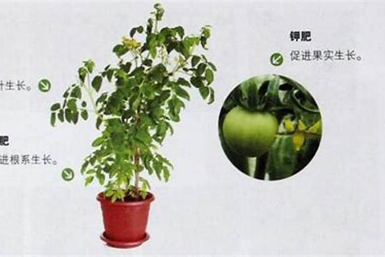 甘蓝枯萎病怎么办