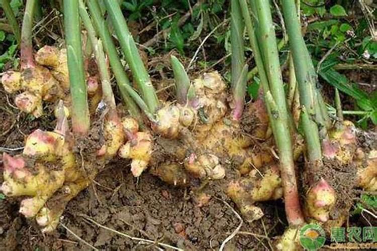 杀菌剂可分为几种类型？各有什么特征？