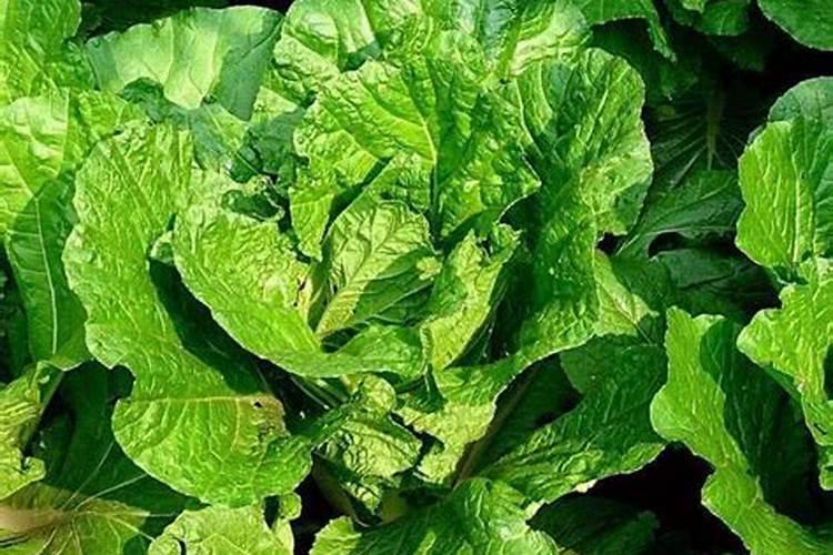 高温干旱天气,如何施肥