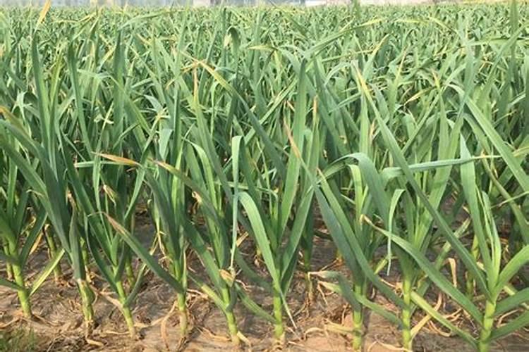 绿萝怎么移植土培