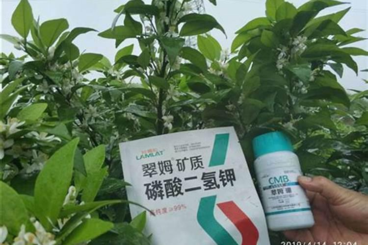 柑橘用什么水溶肥好