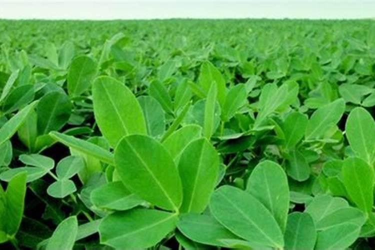 叶面肥的具体配方是怎样的