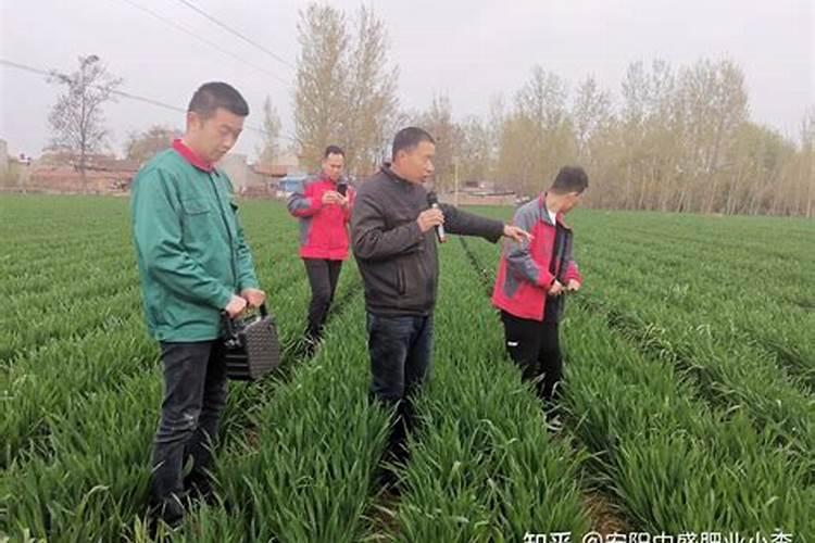 小麦啥时候追肥好,小麦一年种几季