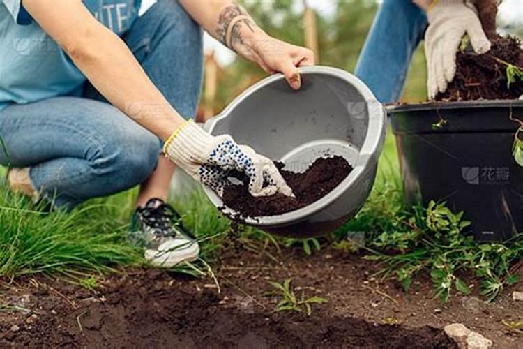 无土栽培不需要使用化肥是正确的吗？