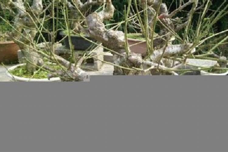 无土栽培有哪些优点 无土栽培的优点