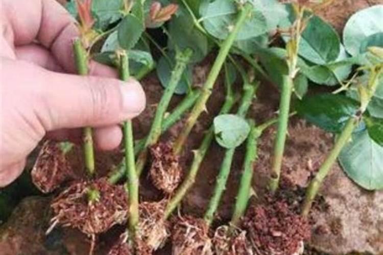 芹菜需要施什么肥料