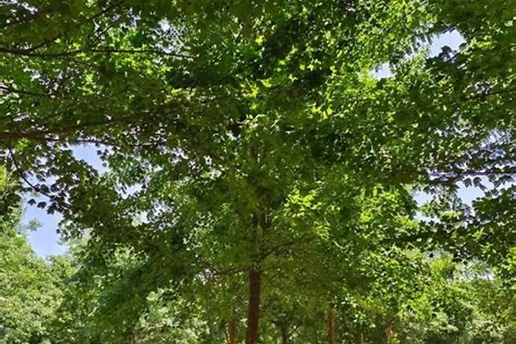 总磷高是什么原因？