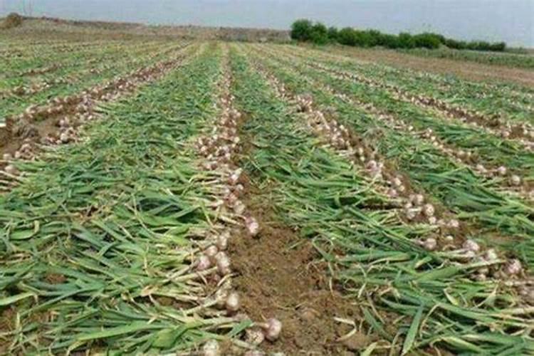 家里鱼缸里的水绿色浑浊。如何清理？