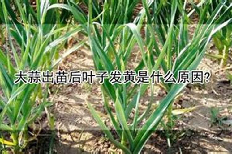 夏天6月中旬可以给君子↖兰换盆吗？