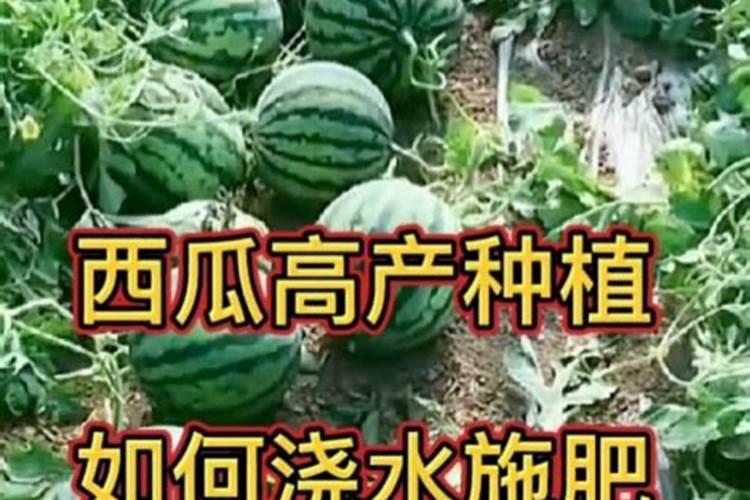 西瓜坐果后可以浇化粪池的肥吗