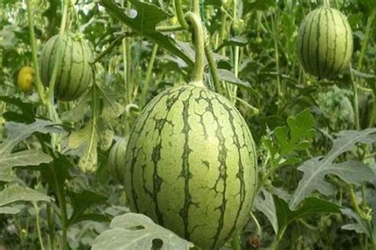 西瓜结果后施什么肥料