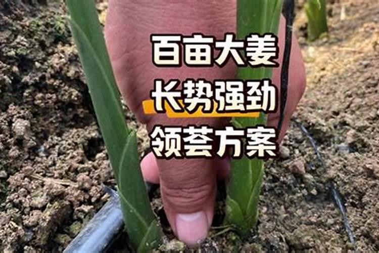 君子兰用什么肥料最好