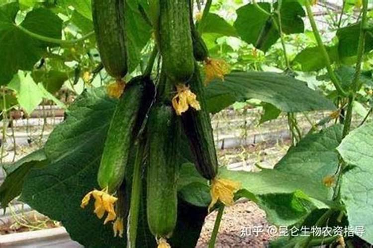 镁元素对植物体有何作用？枣树缺镁表现什么样症状？怎样预防缺镁症发生...