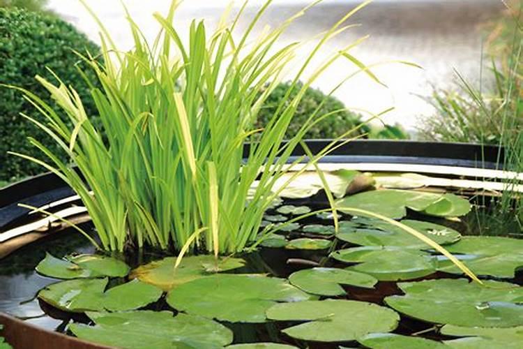 水生植物怎么养