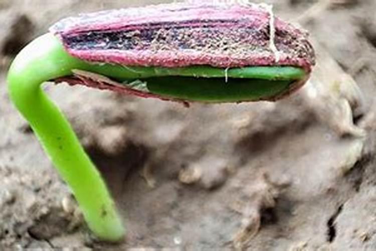 葵花什么时候追肥最好