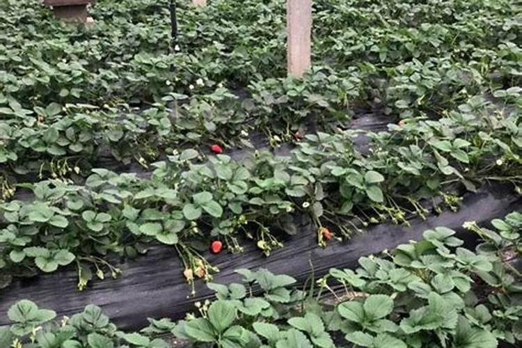 一亩大棚草莓利润多少