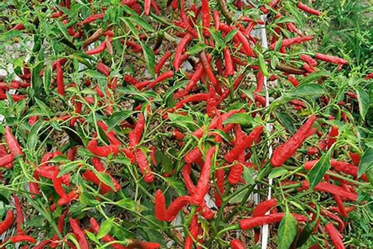 粪水浇地的正确方法