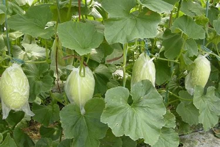 请问一下图片是甜瓜的枯叶病还是缘枯病？