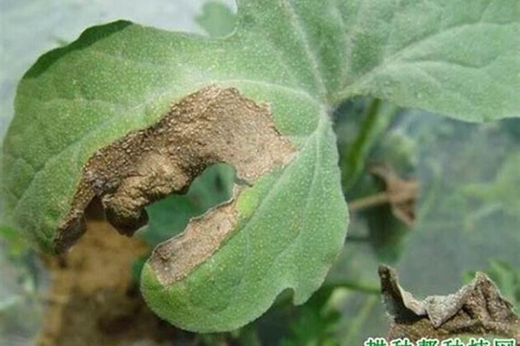 甜瓜苗叶边发黄怎么回事