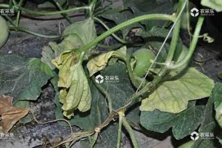 甜瓜用什么东西可以防止烂掉