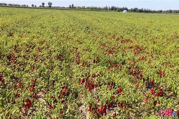 尼日利亚十大特产,尼日利亚的特产