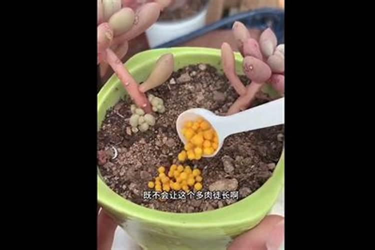 西瓜可以用芸苔素加磷酸二氢钾加多菌灵一起使用能吗？