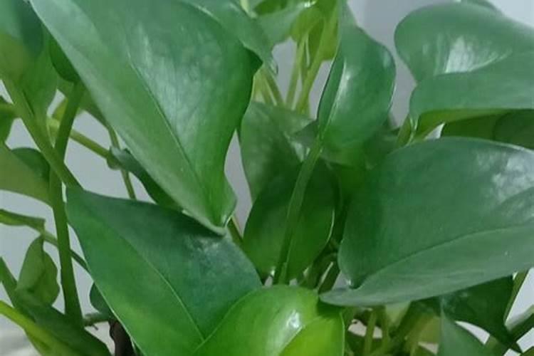 养绿萝用什么肥料较好